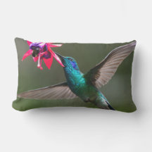 A Lesser Violetear Hummingbird