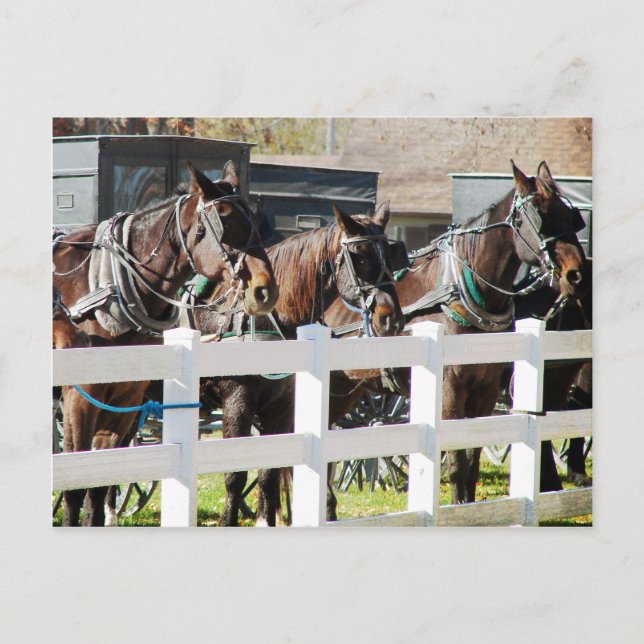A Line of Amish Horses in Kalona, Iowa Postcard (Front)