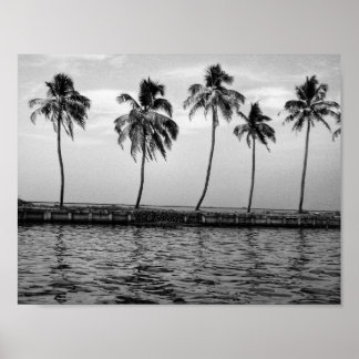 A line of palm trees in black and white poster