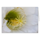 À l'intérieur d'un cactus blanc en fleurs