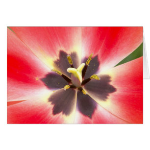 À l'intérieur d'une tulipe