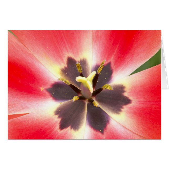 À l'intérieur d'une tulipe (Devant Horizontal)