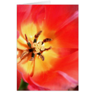 À l'intérieur d'une tulipe