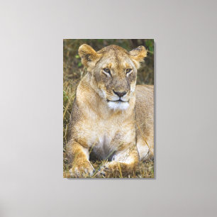 A lion sitting the high grass of the Maasai Canvas Print