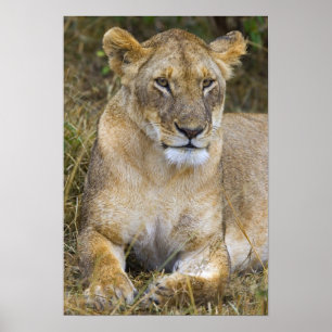A lion sitting the high grass of the Maasai Poster