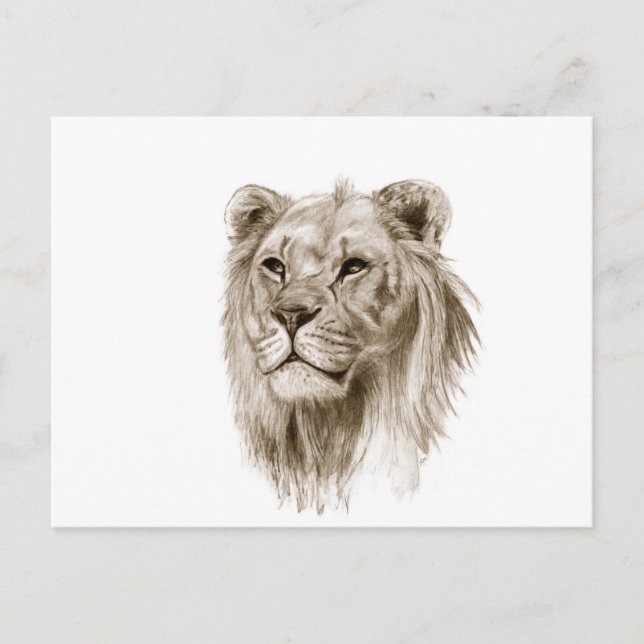 A Lion - Without Pride Drawing Sketch Art Postcard (Front)