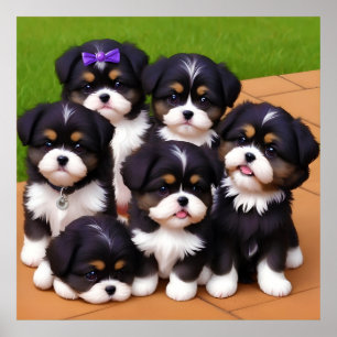 A Litter of Cute Short Haired Shih Tzu Puppies Poster