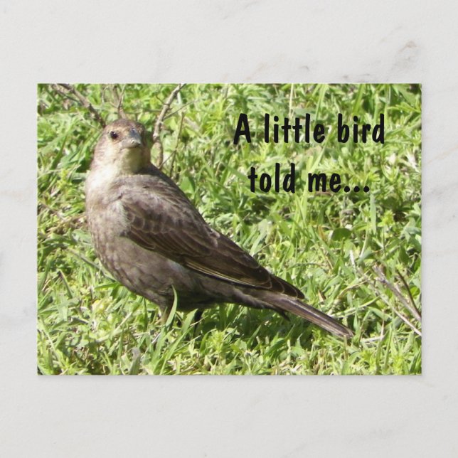 A Little Bird Told Me - Postcard (Front)
