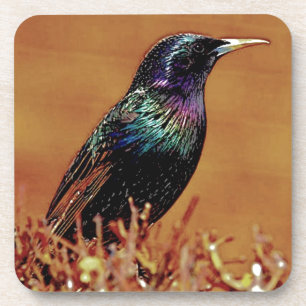 A Little Bird Told Me Starling Bird Photograph Coaster