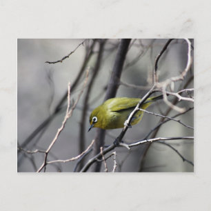 A little Bird Whispered In My Ear Postcard