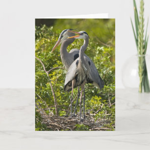 A Little Birdie Birthday Card