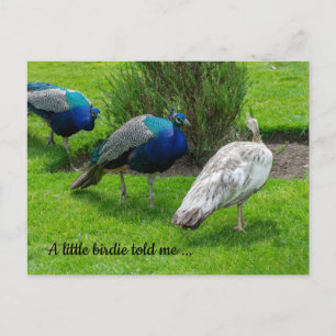 "A little birdie told me ..." Peacocks Postcard
