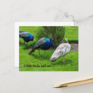 "A little birdie told me ..." Peacocks Postcard