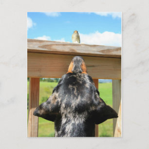 a little birdie told me postcard
