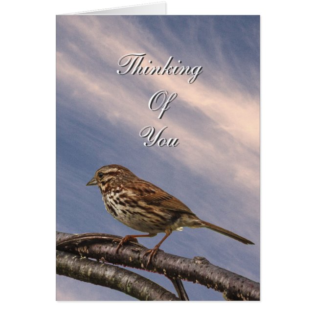 A Little Brown Bird (Front)