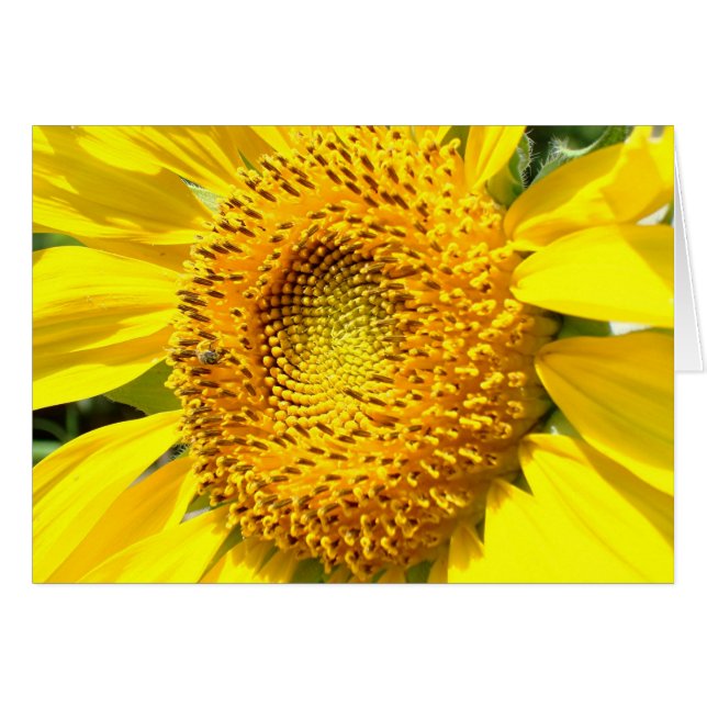 A Little Honey Bee (Front Horizontal)