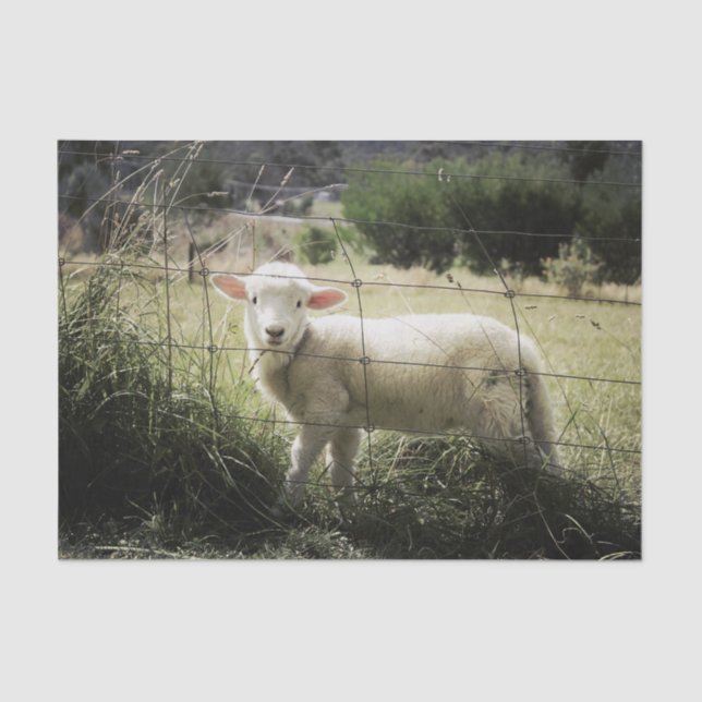 a little white lamb behind a fence in a field tissue paper (Front)