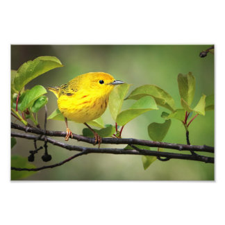 A Little Yellow Fellow Photo Print