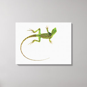 A lizard on pure white ground canvas print