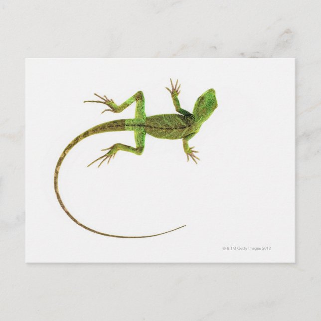 A lizard on pure white ground postcard (Front)