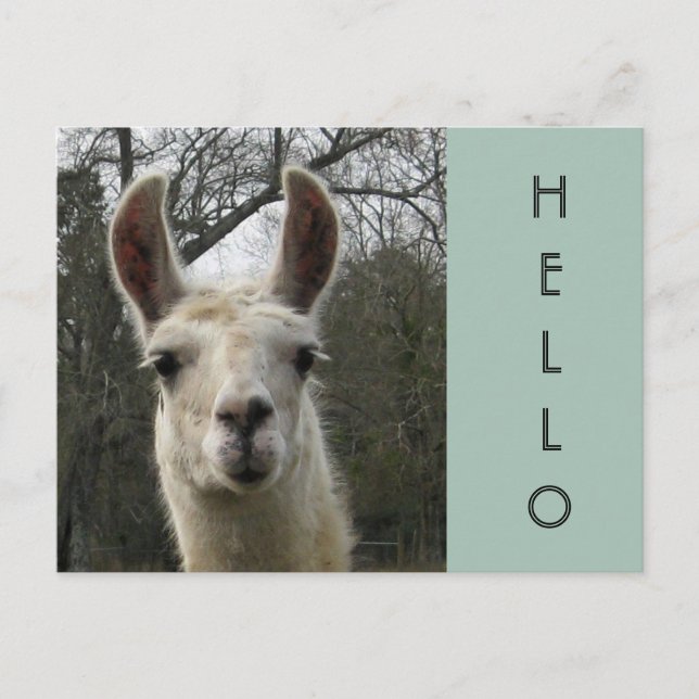 A Llama Hello Postcard (Front)