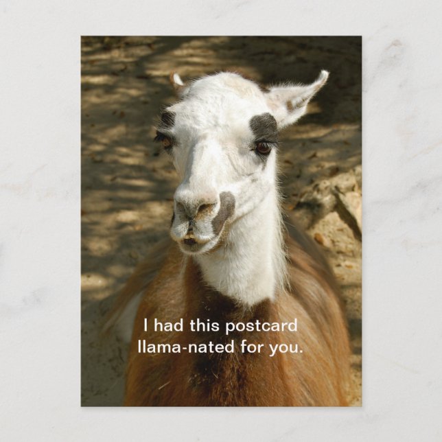 A Llama -nated funny animal postcard. Postcrossing Postcard (Front)