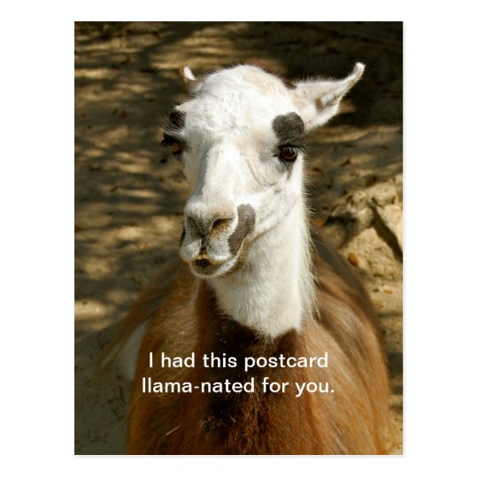 A Llama -nated funny animal postcard. Postcrossing Postcard