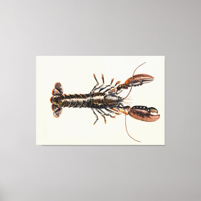 A Lobster from Solva Canvas Print (Front)