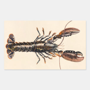A Lobster from Solva Sticker