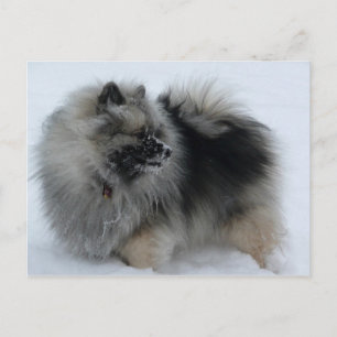 A Lola in Winter Postcard