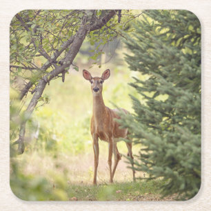 A Lone Deer Square Paper Coaster