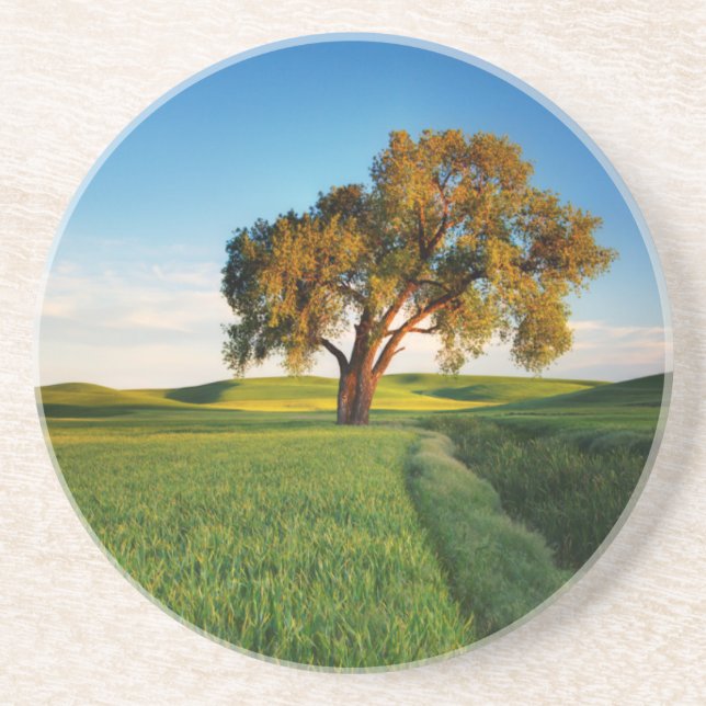 A lone tree surrounded by rolling hills of wheat coaster (Front)