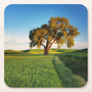 A lone tree surrounded by rolling hills of wheat square paper coaster