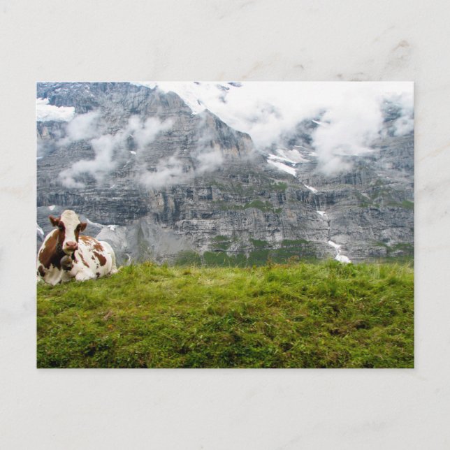 A lonesome cow in the Swiss Alps - Postcard (Front)