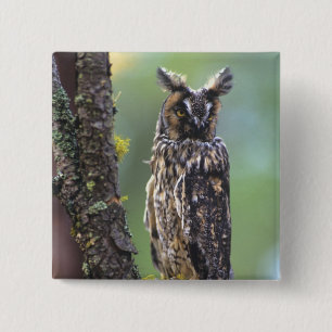 A long-eared owl perched on a tree branch 2 inch square button
