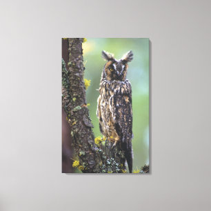 A long-eared owl perched on a tree branch canvas print