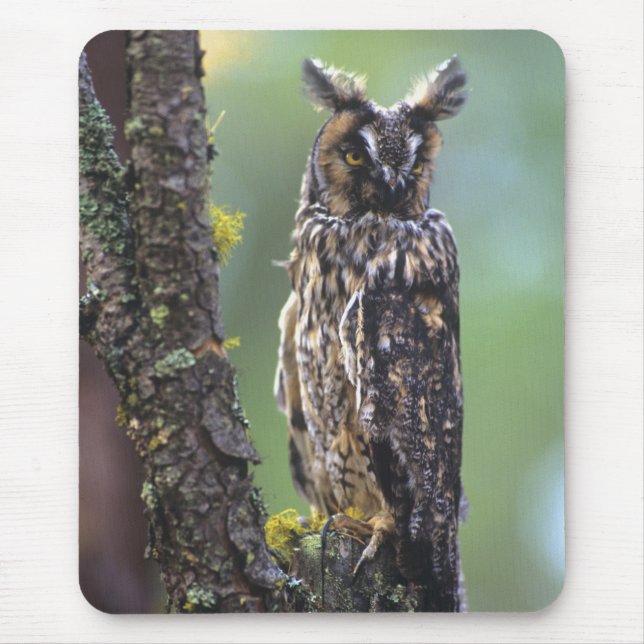 A long-eared owl perched on a tree branch mouse pad (Front)