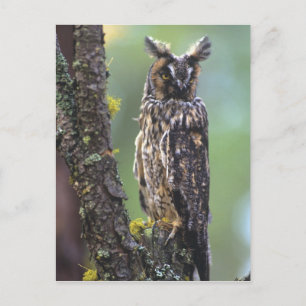 A long-eared owl perched on a tree branch postcard