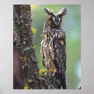 A long-eared owl perched on a tree branch poster