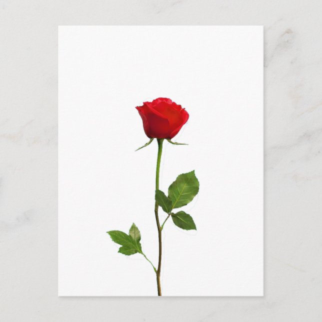 A LONG STEM RED ROSE POSTCARD (Front)