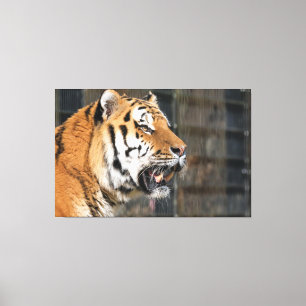 A look of a tiger canvas print