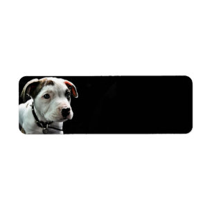 À l'os de pitbull de chiot