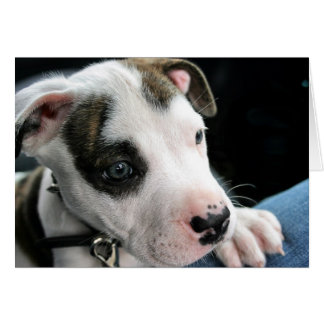 À l'os de pitbull de chiot