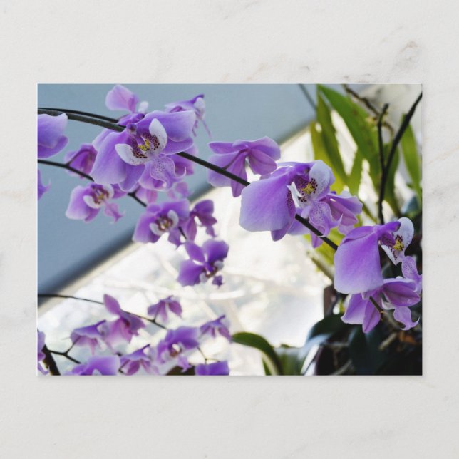 A lot of Purple Orchids Postcard (Front)