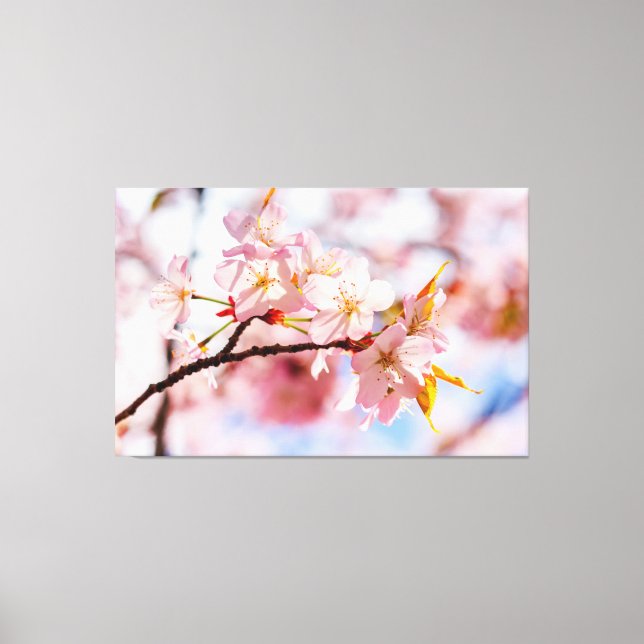 A Lovely Bunch Of Sakura Flowers On Pink Backdrop Canvas Print (Front)