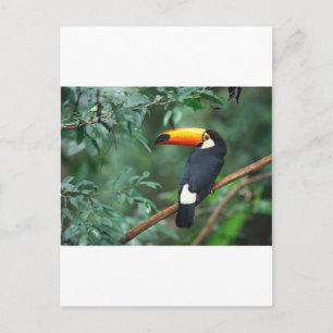 A lovely clothing with a lovely creature postcard