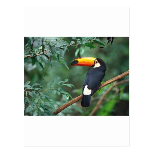 A lovely clothing with a lovely creature postcard