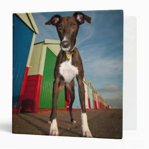 A Lurcher Standing In Front Of Some Beach Huts Binder