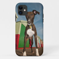 A Lurcher Standing In Front Of Some Beach Huts