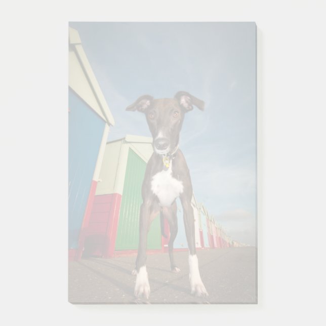 A Lurcher Standing In Front Of Some Beach Huts Post-it Notes (Front)